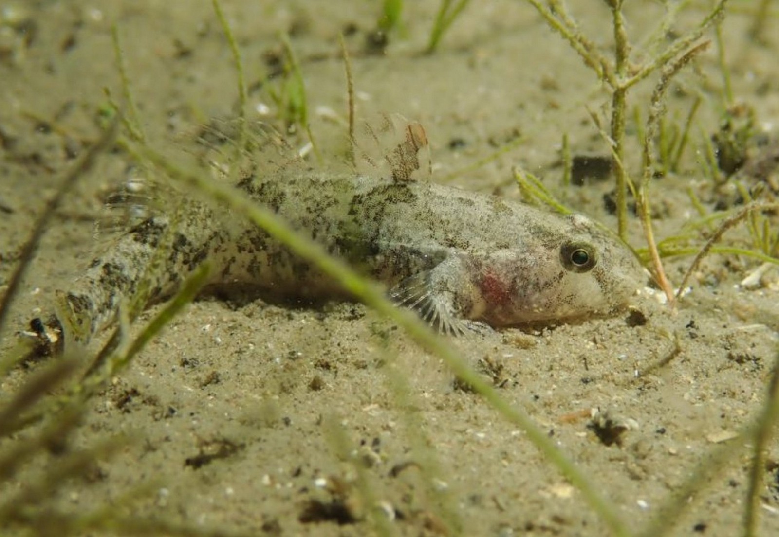 Proterorhinus semilunaris (Heckel, 1837)